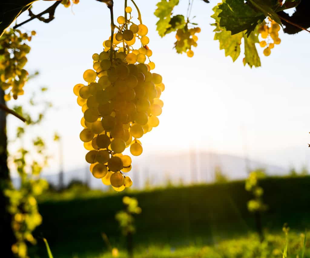 grapes of prosecco
